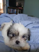 Haymitch, a male Shih Tzu for sale in Boonville, NC – 4 of 9