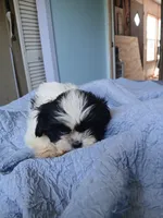 Beetee, a male Shih Tzu for sale in Boonville, NC – 6 of 8