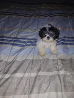Ekaterina , a female Shih Tzu for sale in Mount Airy, NC – Photo 2 of 8