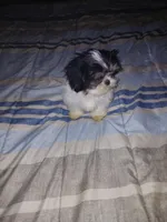 Ekaterina , a female Shih Tzu for sale in Mount Airy, NC – Photo 7 of 8