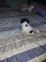 Ekaterina , a female Shih Tzu for sale in Mount Airy, NC – Photo 8 of 8