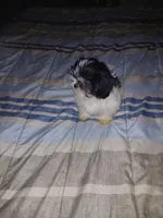 Ekaterina , a female Shih Tzu for sale in Mount Airy, NC – Photo 6 of 8