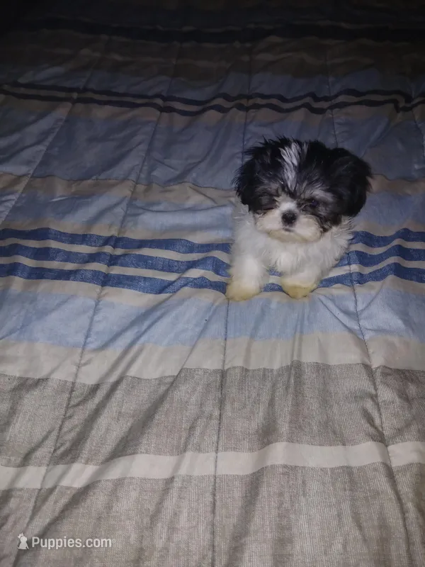 Ekaterina  – Shih Tzu puppy for sale in Mount Airy, NC