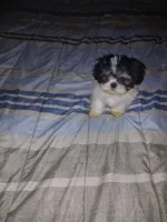 Ekaterina , a female Shih Tzu for sale in Mount Airy, NC – Photo 1 of 8