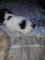 Ekaterina , a female Shih Tzu for sale in Mount Airy, NC – Photo 4 of 8