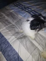 Ekaterina , a female Shih Tzu for sale in Mount Airy, NC – Photo 5 of 8