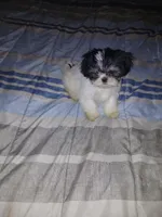 Ekaterina , a female Shih Tzu for sale in Mount Airy, NC – Photo 3 of 8