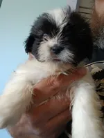 Snow, a male Shih Tzu for sale in Boonville, NC – 2 of 8