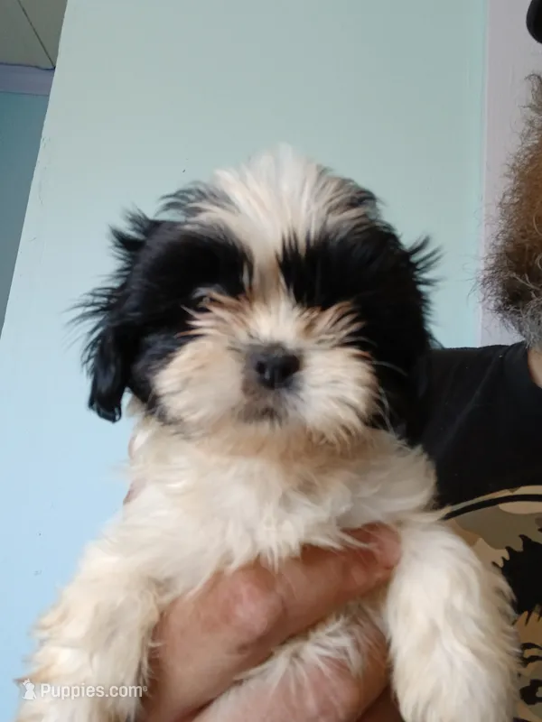 Beetee – Shih Tzu puppy for sale in Boonville, NC