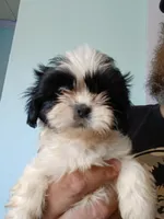 Beetee, a male Shih Tzu for sale in Boonville, NC – 1 of 8