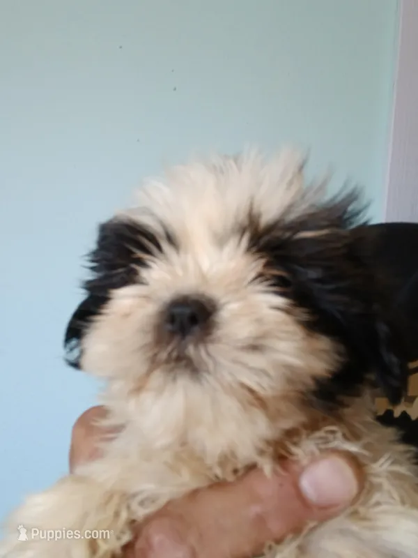 Finnick – Shih Tzu puppy for sale in Boonville, NC