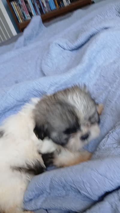 Katniss, a female Shih Tzu for sale in Boonville, NC – 10 of 10