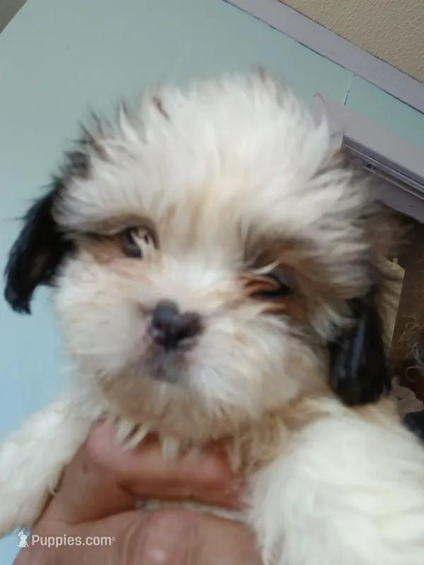 Lucy Gray – Shih Tzu puppy for sale in Boonville, NC