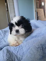 Beetee, a male Shih Tzu for sale in Boonville, NC – 7 of 8