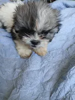 Katniss, a female Shih Tzu for sale in Boonville, NC – 8 of 10