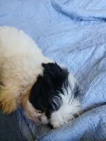 Finnick, a male Shih Tzu for sale in Boonville, NC – 8 of 10