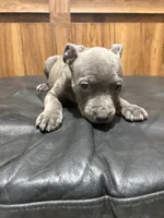 Myren, a male American Pit Bull Terrier for sale in Albany, NY – 3 of 3