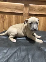 Buck, a male American Pit Bull Terrier for sale in Albany, NY – 1 of 3