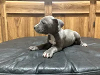 Tess, a female American Pit Bull Terrier for sale in Albany, NY – 3 of 3
