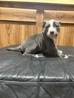 Jimbo, a male American Pit Bull Terrier for sale in Albany, NY – 2 of 3