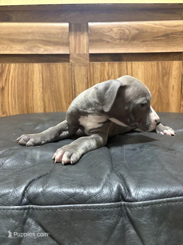 Tess – American Pit Bull Terrier puppy for sale in Albany, NY