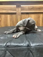 Tess, a female American Pit Bull Terrier for sale in Albany, NY – 1 of 3