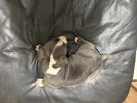Jimbo, a male American Pit Bull Terrier for sale in Albany, NY – 3 of 3
