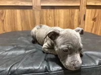Myren, a male American Pit Bull Terrier for sale in Albany, NY – 2 of 3
