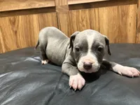 Dotty, a female American Pit Bull Terrier for sale in Albany, NY – 1 of 3