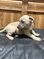 Buck, a male American Pit Bull Terrier for sale in Albany, NY – 2 of 3