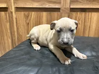 Buck, a male American Pit Bull Terrier for sale in Albany, NY – 3 of 3