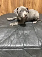 Tess, a female American Pit Bull Terrier for sale in Albany, NY – 2 of 3