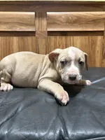 Biggie, a male American Pit Bull Terrier for sale in Albany, NY – 2 of 3