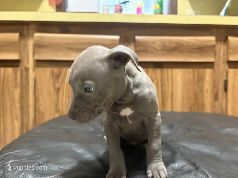 Milo – American Pit Bull Terrier puppy for sale in Albany, NY