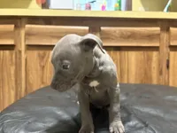 Milo, a male American Pit Bull Terrier for sale in Albany, NY – 1 of 3