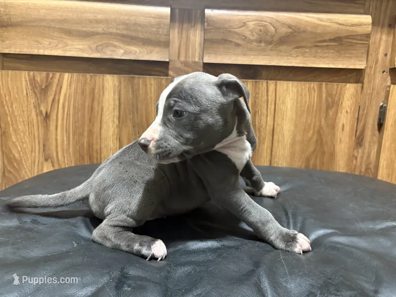 Jimbo – American Pit Bull Terrier puppy for sale in Albany, NY