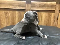Jimbo, a male American Pit Bull Terrier for sale in Albany, NY – 1 of 3