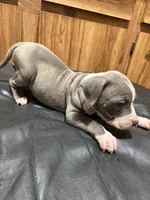 Dotty, a female American Pit Bull Terrier for sale in Albany, NY – 3 of 3