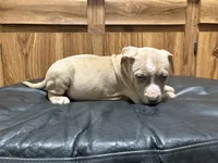 Biggie, a male American Pit Bull Terrier for sale in Albany, NY – 3 of 3