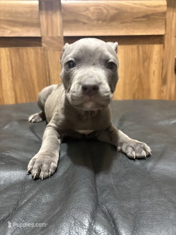 Myren – American Pit Bull Terrier puppy for sale in Albany, NY