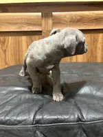 Milo, a male American Pit Bull Terrier for sale in Albany, NY – 3 of 3