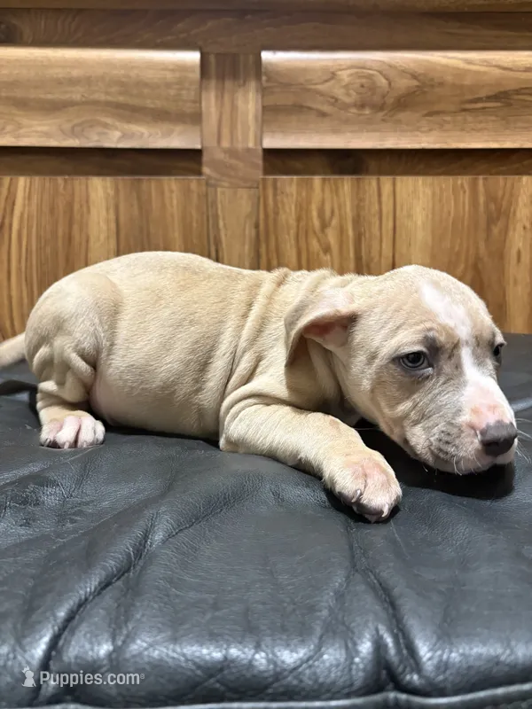 Biggie – American Pit Bull Terrier puppy for sale in Albany, NY
