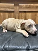 Biggie, a male American Pit Bull Terrier for sale in Albany, NY – 1 of 3