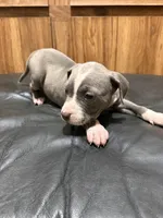 Dotty, a female American Pit Bull Terrier for sale in Albany, NY – 2 of 3