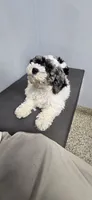 Tucker, a male Cockapoo for sale in Crossville, TN – 3 of 5