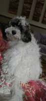 Tucker, a male Cockapoo for sale in Crossville, TN – 2 of 5
