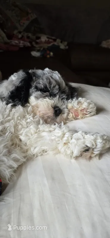 Tucker – Cockapoo puppy for sale in Crossville, TN