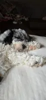 Tucker, a male Cockapoo for sale in Crossville, TN – 1 of 5