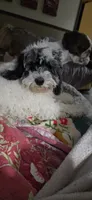 Tucker, a male Cockapoo for sale in Crossville, TN – 5 of 5