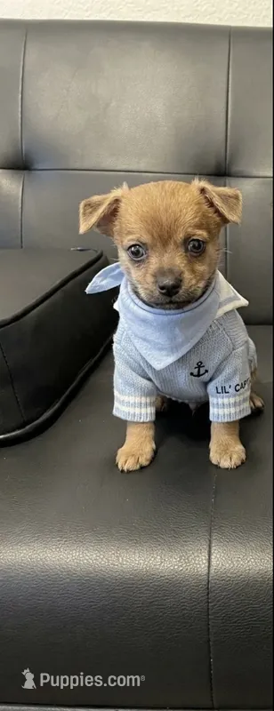 sammy – Dachshund, Chihuahua puppy for sale in Tarpon Springs, FL